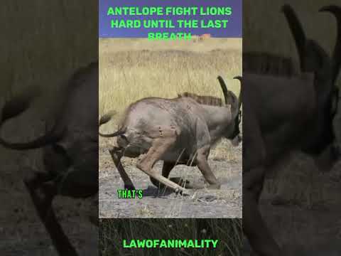 Antelope fights 2 Lions until its last breath #wildlife #animals #shorts