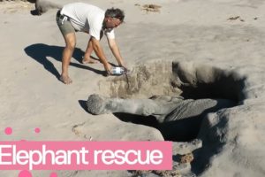 Baby Elephant Rescued from Hole - Amazing Animal Rescue