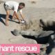 Baby Elephant Rescued from Hole - Amazing Animal Rescue