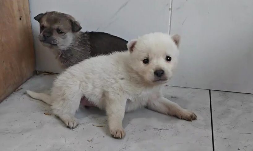 Baby Puppy Abandoned In Front Of Barbershop, Full Of Fear, Rescued And Fed Food At Home