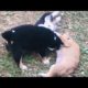 Baby dog playing #dogs  #babydog  #animals #cutedogs #viral  #viralvideo #videoshort #video