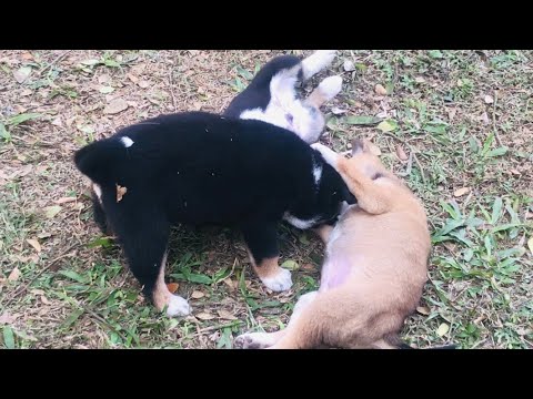 Baby dog playing #dogs  #babydog  #animals #cutedogs #viral  #viralvideo #videoshort #video