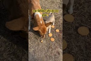 Bahut Cute Puppies 🐶🐶🐶😍❤️#doglover #happiness #gajyotifamilyvlogs #shorts