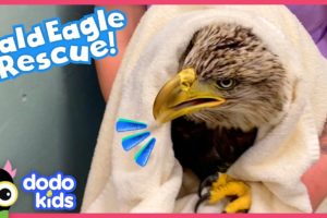 Bald Eagle Tries Not To Be Angry With Her Rescuers | Rescued! | Dodo Kids