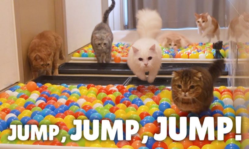 Ballpool Obstacle Course Challenge