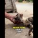 Baru Melahirkan Induk Kucing Malang Ini Ditemukan Lemas Tak Berdaya #kucing #rescue #kucingkampung