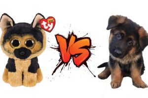 Beanie Boo Dogs VS Super Cute Puppies | Cute Puppy Vids | Choose your favourite?