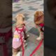 Best Funny Cute Twins Dog #shorts #cat #dog #funnyvideo #animals viral