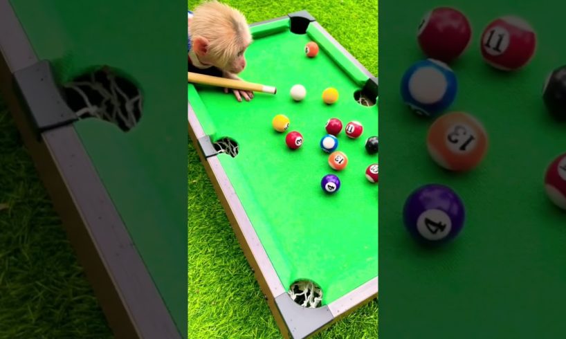 BiBi Monkey plays Billard so cool😍 #animals #monkey #asmr
