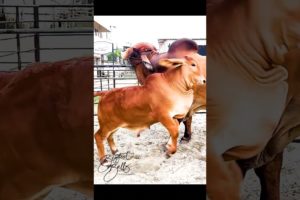 Big bull playing with cute calves at Brownie's Ranch #bull #cow #animals #cute #shorts #viral