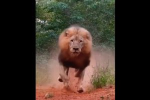 Big lion #youtubeshorts #discovery #animals #lion #viral #lion #africa #safari #wild