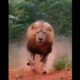 Big lion #youtubeshorts #discovery #animals #lion #viral #lion #africa #safari #wild