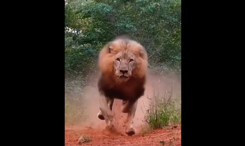 Big lion #youtubeshorts #discovery #animals #lion #viral #lion #africa #safari #wild