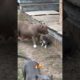 Blue pitbull puppy playing with mom and dad.