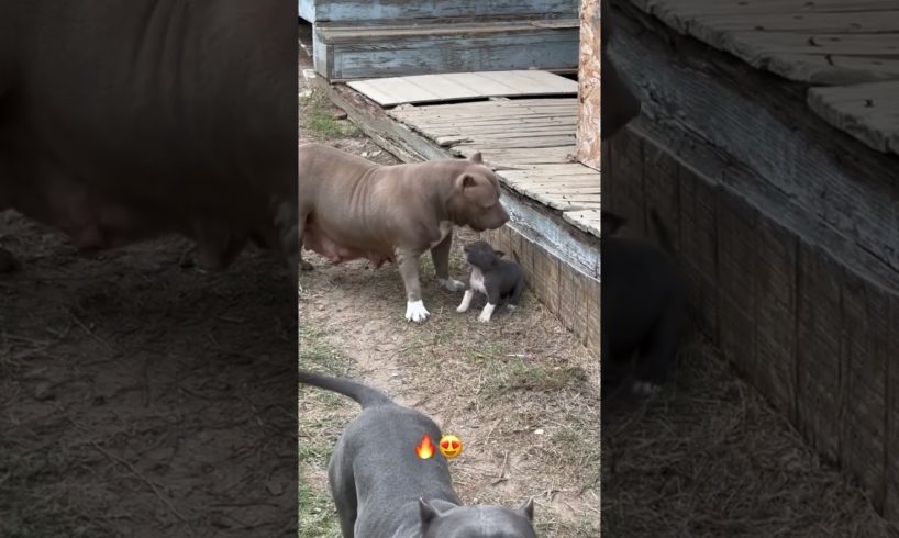 Blue pitbull puppy playing with mom and dad.