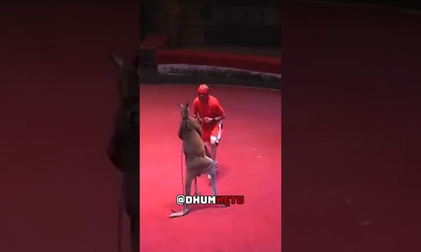 Boxing with Kangaroo | Kangaroo vs Boxer fight