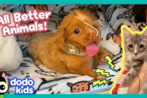 Bubble Puppy And Electricity Kitty Are Gonna Get All Better! | Dodo Kids | All Better