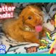 Bubble Puppy And Electricity Kitty Are Gonna Get All Better! | Dodo Kids | All Better