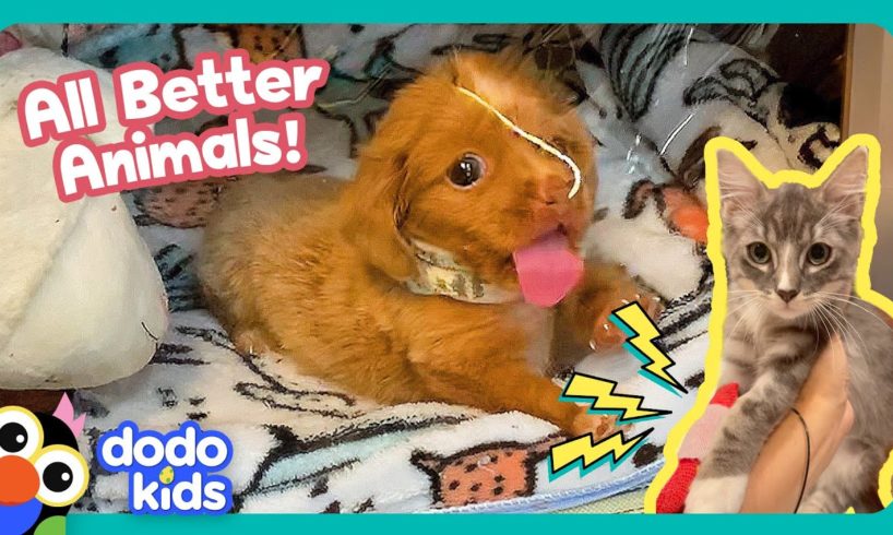 Bubble Puppy And Electricity Kitty Are Gonna Get All Better! | Dodo Kids | All Better