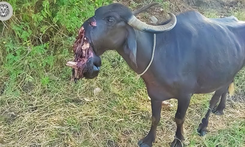 Buffalo Can Survive When Hungry Lion Attacks And Destroys Its Face | Animal Attacks