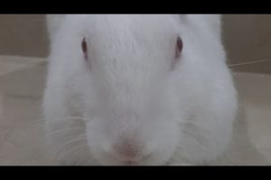 Bunny playing video | खरगोश क्या खेलते हैं | Rabbit playing video with owner   #rabbit #cutebunny