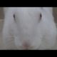 Bunny playing video | खरगोश क्या खेलते हैं | Rabbit playing video with owner   #rabbit #cutebunny