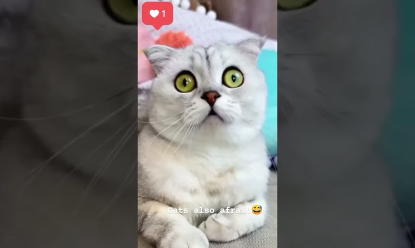 Cat Videos 5 #shortsvideo #funny #viralvideo #youtubeshorts #cat #ytshorts #ytshorts #viral #dog