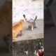 Cat fight, Dogs fight vs Coffin Dance #youtubeshorts #shorts #animal #short #viral