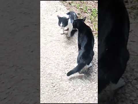 Cat fights 😱 #shorts #animals #pets