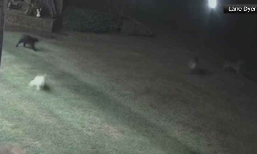 Cat rescues dog from dangerous coyotes