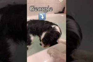 Cavalier Bath Time | #Cute #Puppies #Cavalier #CavalierKingCharlesSpaniel #Shorts