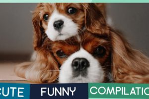 Cavalier King Charles Spaniel Compilation: Cute Puppies, Funny Dogs & Tricks