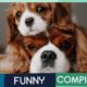 Cavalier King Charles Spaniel Compilation: Cute Puppies, Funny Dogs & Tricks