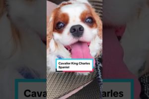 Cavalier king Charles Spaniel #facts #shorts #dog