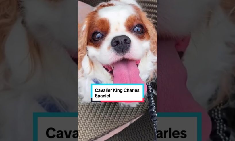 Cavalier king Charles Spaniel #facts #shorts #dog