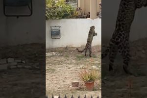 Cheetah 🐆 (leopard 🐆) Wild Leopard Attack 😢  #wildlife #viralvideo #ytshorts #2023