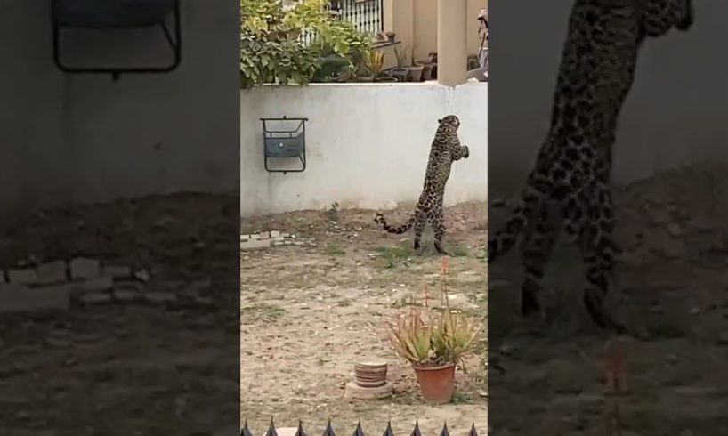 Cheetah 🐆 (leopard 🐆) Wild Leopard Attack 😢  #wildlife #viralvideo #ytshorts #2023