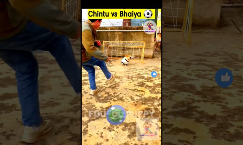 Chintu vs bhaiya ⚽️ cutest puppies funny like cartoon hindi #cutepuppies #foufoupuppy