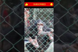 Closeup view of - A monkey playing in zoo || #new #viral #wildlife #animals #ytshorts