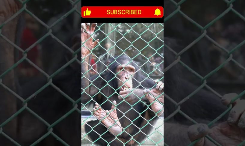 Closeup view of - A monkey playing in zoo || #new #viral #wildlife #animals #ytshorts