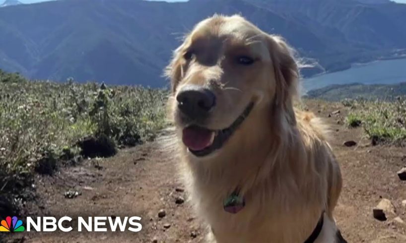 Coast Guard rescues three-year-old dog after 300 ft fall in Oregon