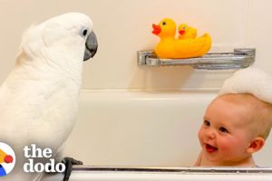 Cockatoo And Baby Boy Do Everything Together | The Dodo Soulmates