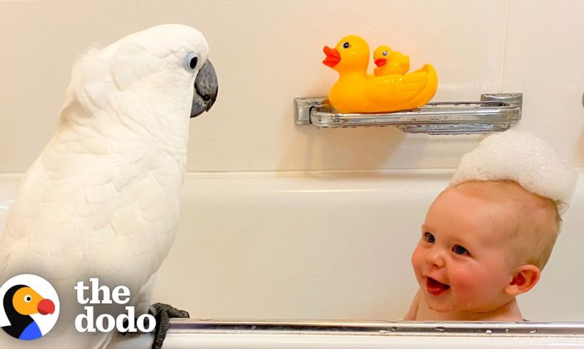 Cockatoo And Baby Boy Do Everything Together | The Dodo Soulmates