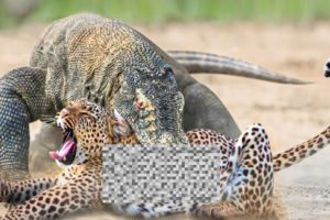 Craziest Animal Fights of All Time