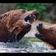 Crazy Animals Fight - Wildlife Animal | ajjubhai