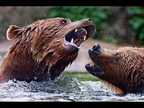 Crazy Animals Fight - Wildlife Animal | ajjubhai