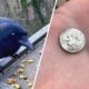 Crow brings money for woman after she feeds him