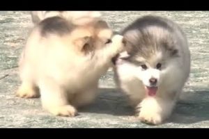 Cute Alaskan Malamute Puppies Running
