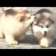 Cute Alaskan Malamute Puppies Running
