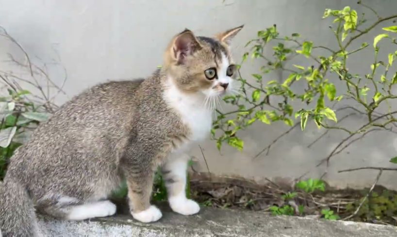 Cute Animals 2024 - Funny Cats and Cute Kittens Playing Compilation - Part 39